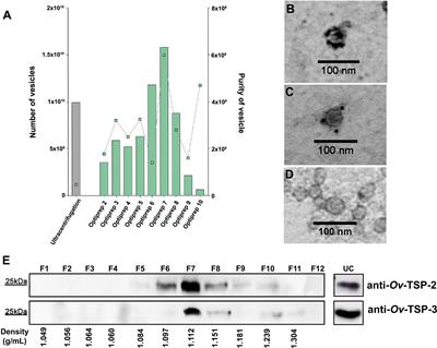 Silencing of Opisthorchis viverrini Tetraspanin Gene Expression Results in Reduced Secretion of Extracellular Vesicles